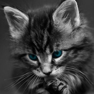 Meet your Posher, My